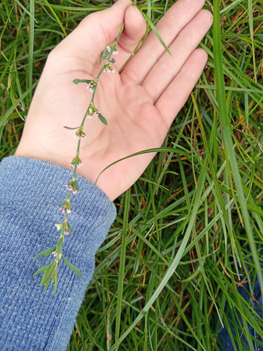 Wildkräuter in der Hand bei einer Wildkräuterwanderung in der Steiermark